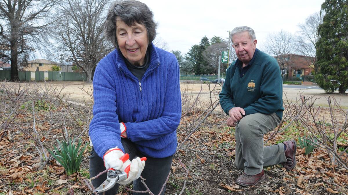 GONE FOR GOOD: Viv and Don Good have spent the past six years pruning the roses at Esso Park and want council to be honest with its plans to turn the park into a car park. Photo: STEVE GOSCH    730nkpark