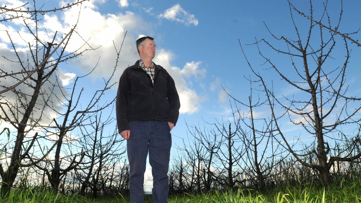 BE VIGILANT: Orchardist Peter West wants all nurseries in Australia to test their trees for the Little Cherry Virus 2. Photo: STEVE GOSCH 0622sgberries2
