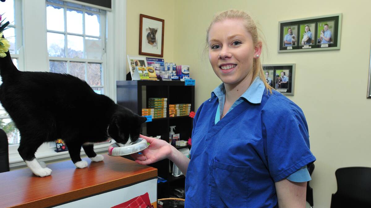PURRFECT: Sylvester the cat has responsible owners in Mulberry Lane Vet Clinic employees, including Danielle Christmann, who make sure they know where he is at all times and ensure he is inside at night so he cannot get up to mischief. Photo: JUDE KEOGH          0708cats1