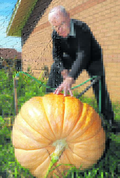 WHOPPER: Merv Parlett, who has been involved in the Royal Bathurst Show for 60 years, has been busy growing what he hopes will be a prize-winning pumpkin. Photo: ZENIO LAPKA  042314zmerv2c