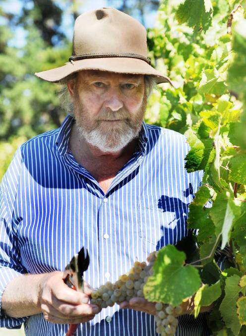 LATE WHITE: Word of Mouth wines owner Peter Gibson may well be picking the last white wine grapes in Australia for the season when these Petit Manseng are ready. Photo CLARE LEWIS