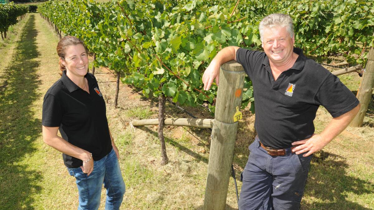 CHEERS: Julie and Terry Dolle from Orange Mountain Wines are delighted with the high quality grapes and early harvest in the Orange region this year. Photo: STEVE GOSCH 0302sgwine1
