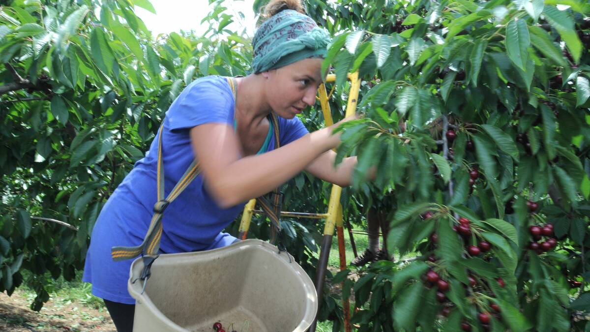RUSH HOUR: Sabrina Monibello picks cherries at Guy Gaeta’s orchard near Orange. Growers are daily finding themselves racing against the weather in a bid to get the fruit off trees. Photo: STEVE GOSCH  1210sgcherries3