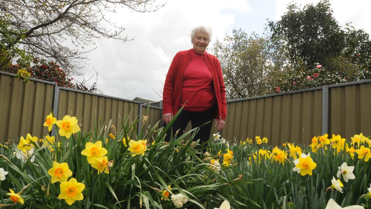 BLOSSOMING BEAUTIES: Orange and District Horticultural Society’s publicity officer Zena Clout will be exhibiting the flowers growing in her garden at the Daffodil and Spring Flower Show on Saturday. Photo: STEVE GOSCH 0913sgdaff3