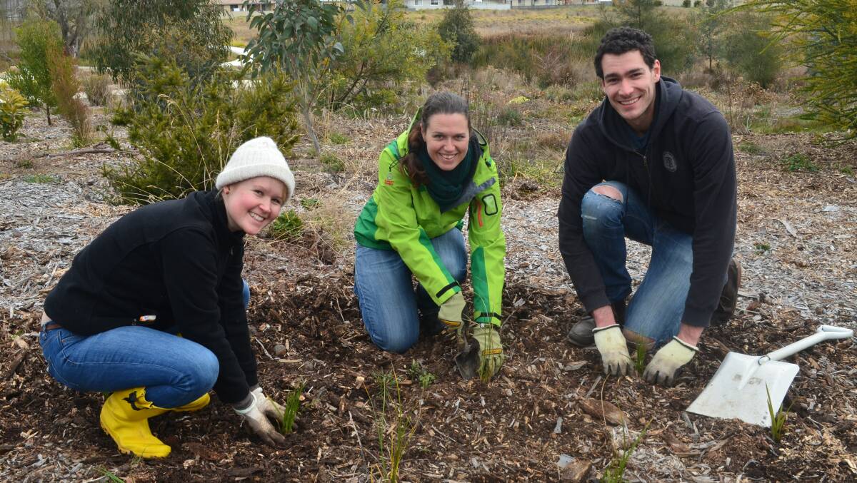 DIRTY HANDS: Volunteers Jenny Hellsing, Jane McKenzie Hollows and James Sterry plant native grasses. Photo: ALEXANDRA KING 0816akplant
