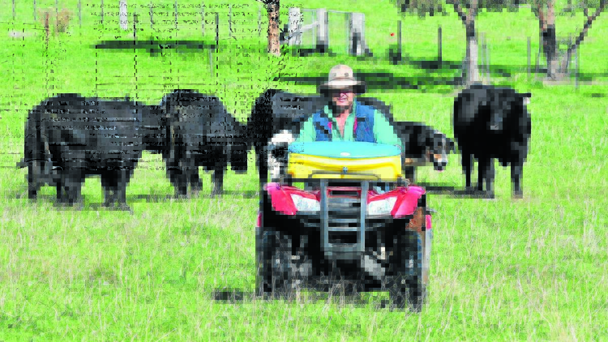HEAVEN SENT: Belgravia livestock producer Conrad Strahorn is well placed following the rain and is no longer hand feeding his Angus breeding stock. Photo: JUDE KEOGH 