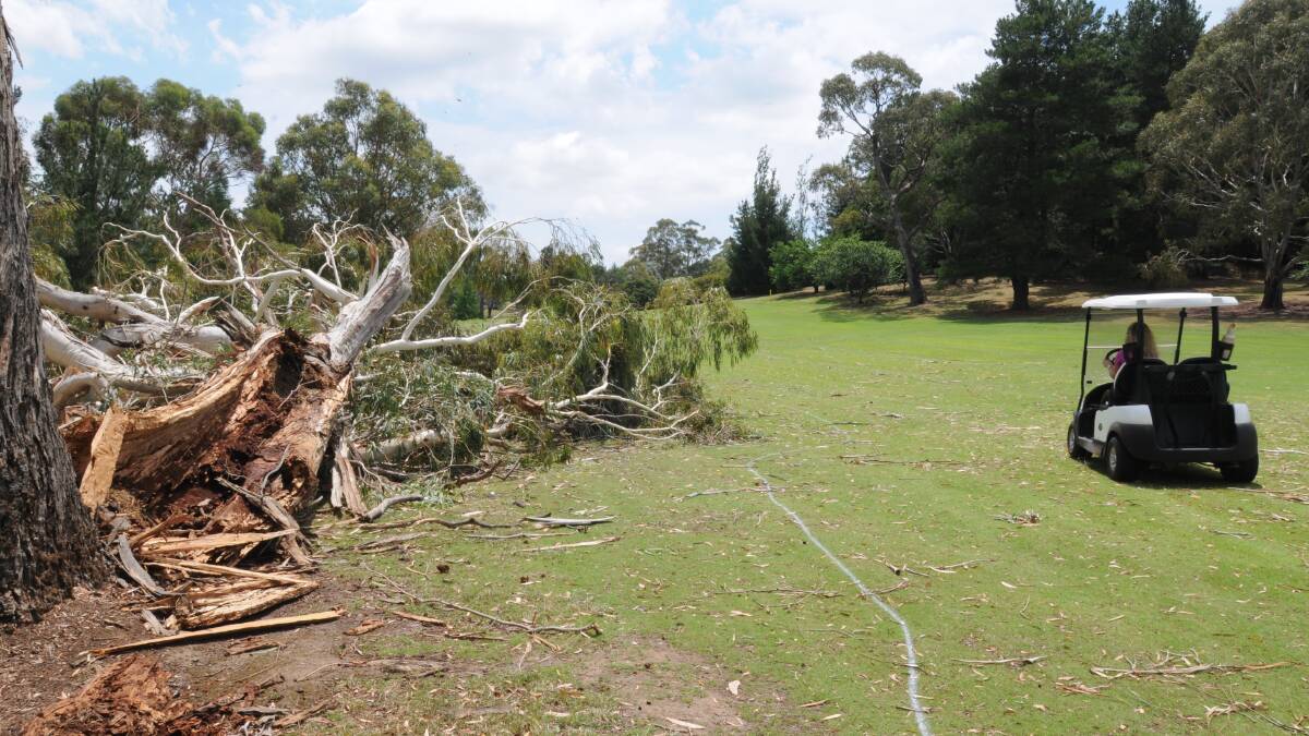FELLED: Thursday night’s storm  caused havoc for golfer’s on the tenth at Wentworth Golf Club as a 50-year-old gum fell onto the course. Photo: STEVE GOSCH 1205sgtree