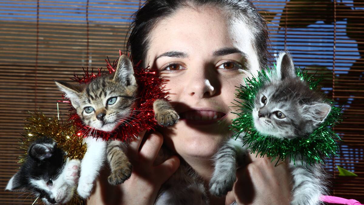 SANTA PAWS: Laura Ferguson with Christmas kittens Henry, Coby and Amy at Blossoms Rescue. Photo: Phil Blatch