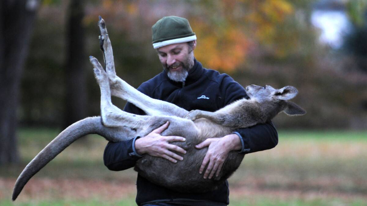 TO BE RELEASED: Animal expert Ray Mjadwesch carries the sedated kangaroo out of Cook Park late yesterday afternoon. Photo: STEVE GOSCH 0507kangaroo1

