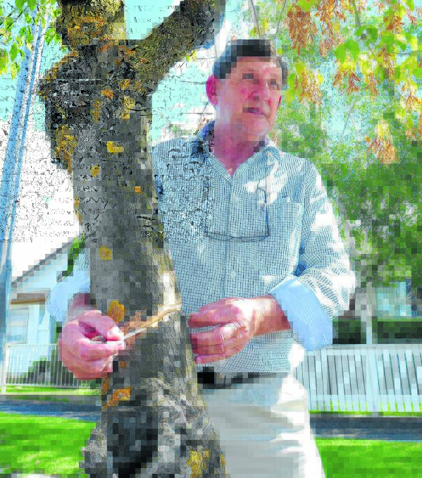 'Malicious damage': Street tree vandalism outrage as councillors turn to police