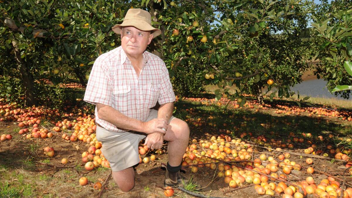 FRUSTRATED: Orange orchardist Peter Darley counts  the cost of a flying fox invasion of his orchard. Photo: STEVE GOSCH   0221sgapples1