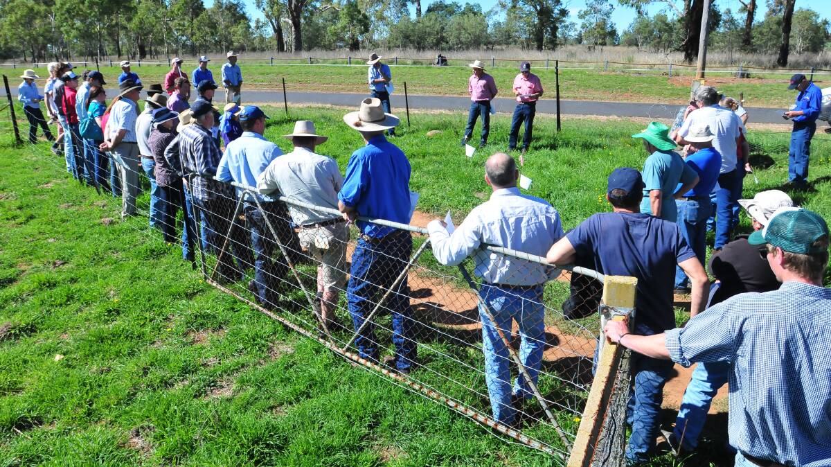 GOOD PADDOCK: NSW Department of Primary Industries research agronomist Warwick Badgery, Central Tablelands Local Land Services’ Phil Cranney and Cudal producer Wes Brown discuss the results of the trial with graziers. Photo: JUDE KEOGH  0319trials3