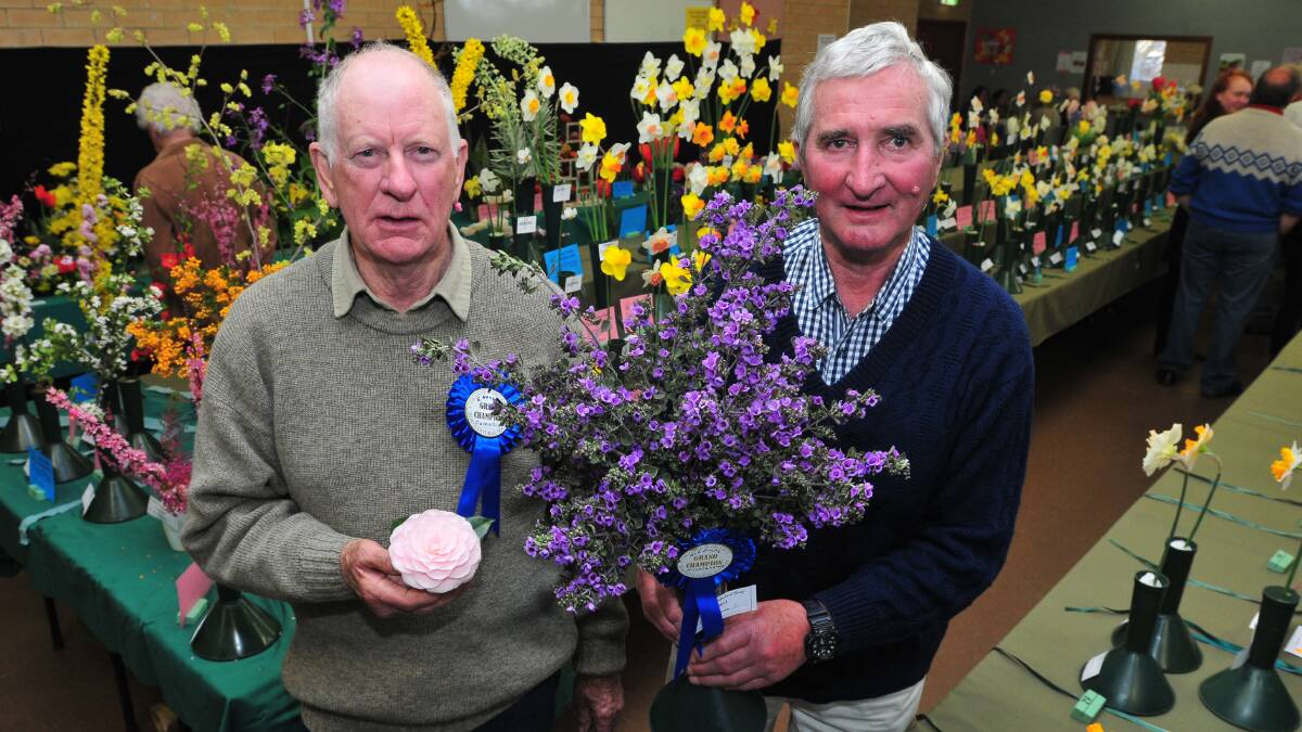 WINNING BLOOMS: Roger Nancarrow with his champion camellia and Robert Smith with his native mint bush.  Photo: JUDE KEOGH 0920flowers5