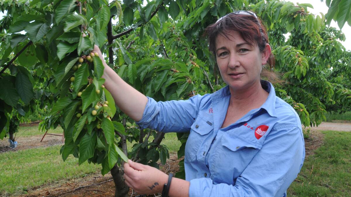 NEGATIVE EFFECT: Fiona Hall of the Carnarvon Cherry Co and Bonny Glen Fruits. 
Photo: STEVE GOSCH