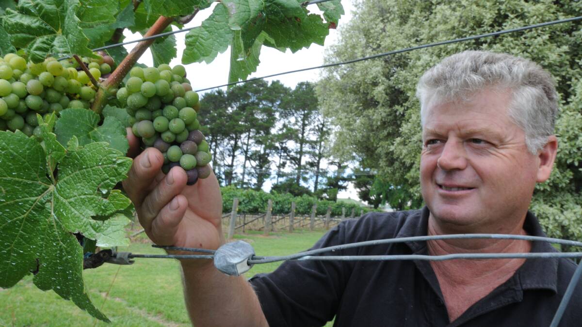 COMING EARLY: Orange Mountain Wines co-owner Terry Dolle is expecting to start picking grapes earlier this year following plenty of rain and warmer-than-average temperatures.  Photo: STEVE GOSCH 0107sgwine1
