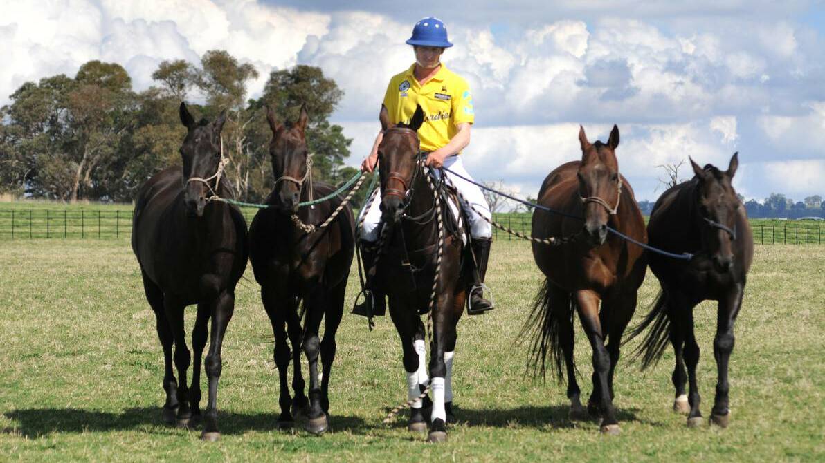 ORANGE: Millamolong polo player Richard Connell training some of the horses to take part in the Millamolong John Davis Volvo Polo Carnival later this month. Photo: STEVE GOSCH 0227sgpolo2