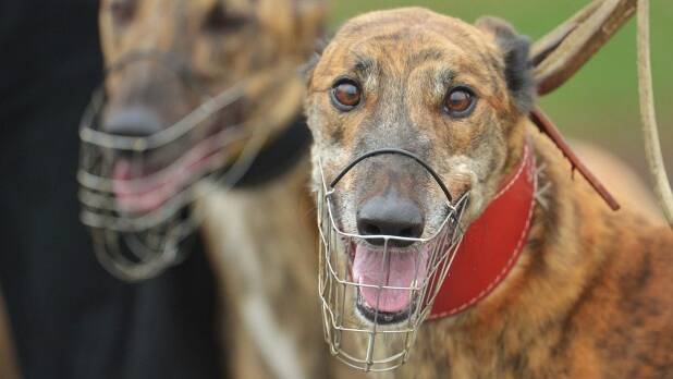 OUR SAY: Law-abiding greyhound trainers must lead the industry clean out
