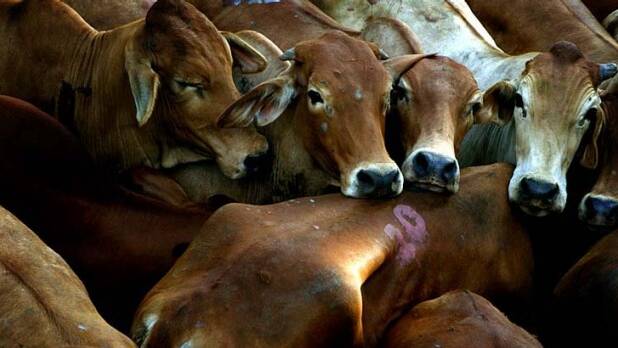 OUR SAY: Less blood shed for cattle farmers after live export slaughter 