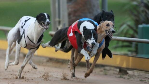 OUR SAY: Greyhound industry dogged by criticism but can fight on