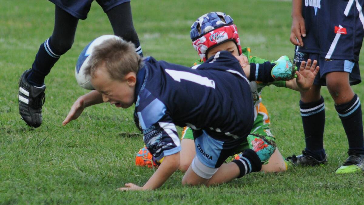 RUGBY LEAGUE: Bloomfield Tigers' Riley Dane is brought to earth by the CYMS under 7s' defence on Saturday. Photo: STEVE GOSCH