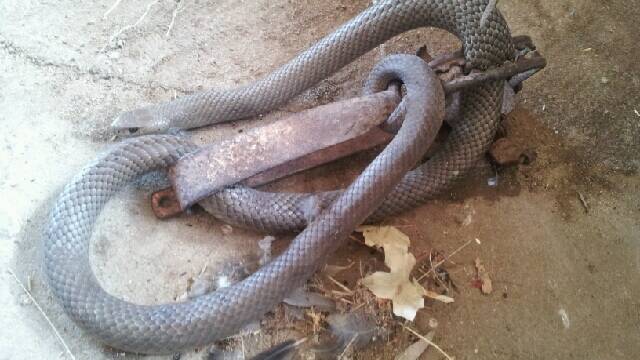 TRAPPED: A two-metre eastern brown snake was caught in a rabbit trap on Monday afternoon.