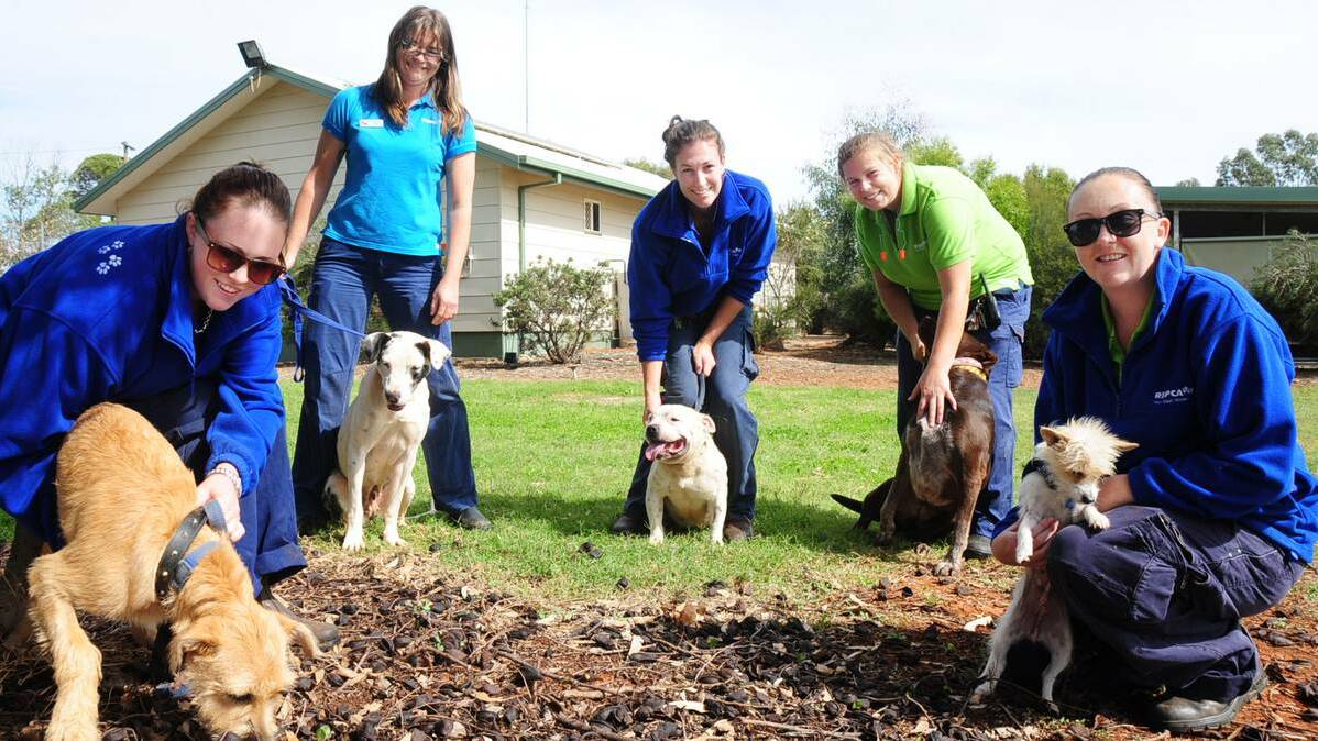 DUBBO: The RSPCA could hit full capacity by the end of the week unless some of the dogs in their care are adopted. There were 18 dogs waiting for good homes, while another 10 are currently been desexed, given health checks and vaccinations to get them ready to also.