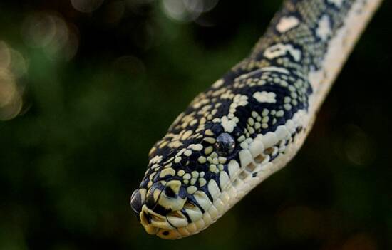 ON THE LOOSE: A diamond python is missing in Orange. FILE PHOTO