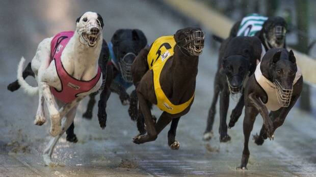 OUR SAY: Greyhound racing's reputation has gone to the dogs