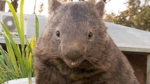 ONE OF A KIND: No two wombats are alike ... obviously. Photo: SMH
