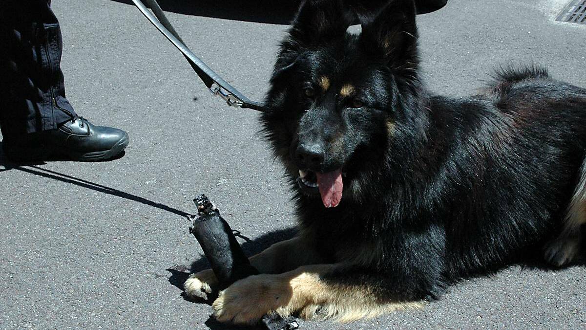 Police dog Geoffrey helped apprehend a man who assaulted a taxi driver and exited without paying the fare.
