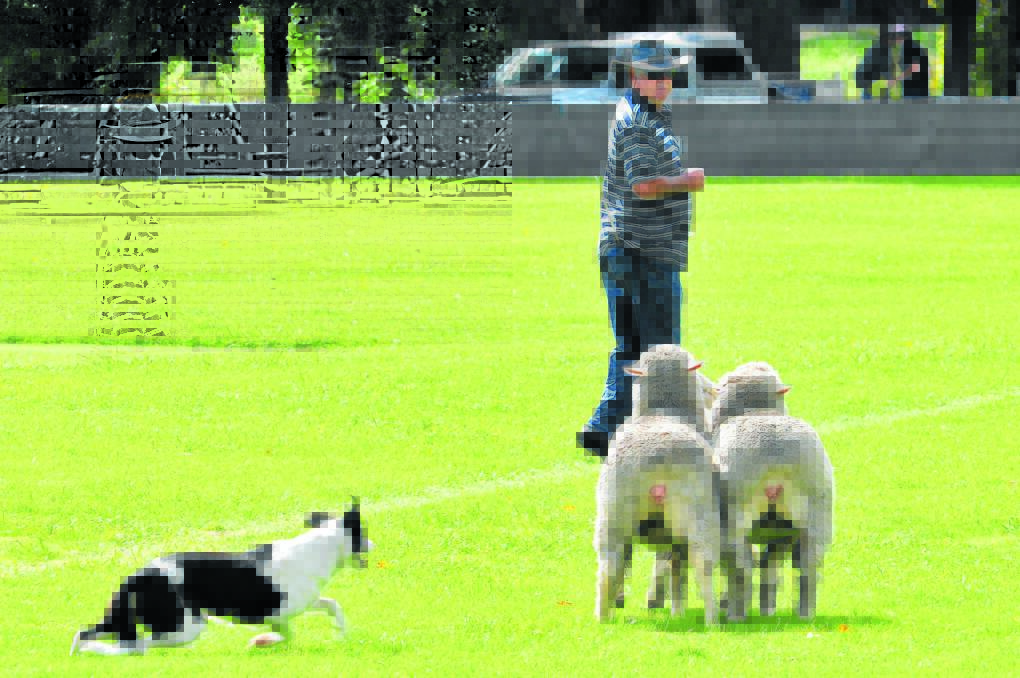 THAT’LL DO, SUZI Q: Graeme Henry’s border collie Suzi Q pictured in action during the NSW Sheepdog Workers Championship Trials in Molong in 2012. The 82nd running of the event will be held next month. Photo: JUDE KEOGH.