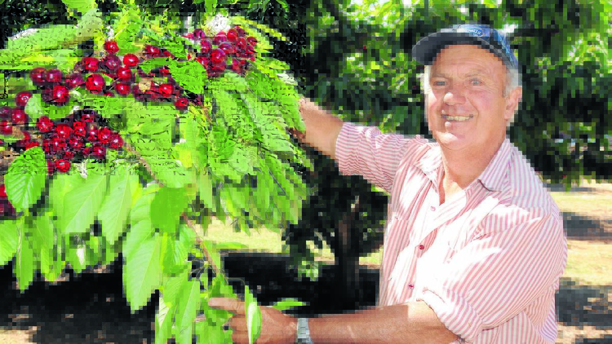 PERFECT FRUIT: Orchardist Frank Rossetto shows the branches laden with cherries.  129cherries3
