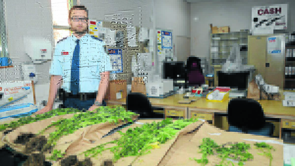 GREEN WASTE: Chifley Local Area Command duty officer Inspector Andrew Spliet with the cannabis seized on Wednesday. 
Photo: PHILL MURRAY112714ppolice