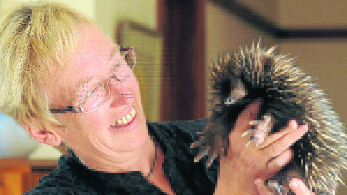 CARING FOR WILDLIFE: WIRES volunteer Jane Passer hopes she can continue releasing rehabilitated wildlife, like the echidna she is holding, with the support of the Orange community.  Photo: JUDE KEOGH                                                                    1020wirestrivia1
