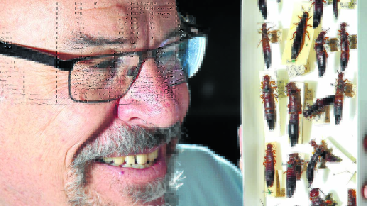 EAR THIS: Peter Gillespie with earwigs at the Orange Agricultural Institute. Photo: PHIL BLATCH                                                                              1125PBEARWIGS