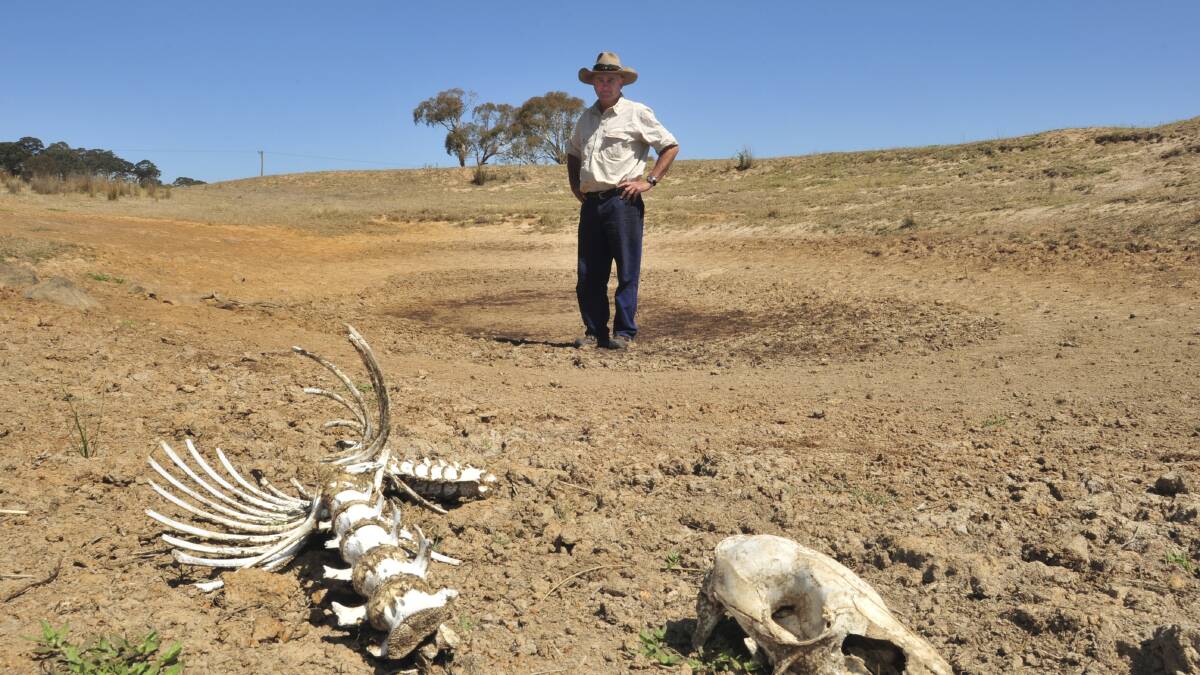 TOUGH TIMES: The drought is forcing local farmers such as Des Taylor to take drastic measures as they wait for the rain to fall. Photo: JUDE KEOGH