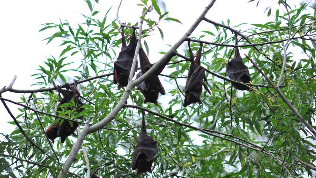 THREAT: There are fears flying foxes could decimate Orange’s remaining cherry crops.