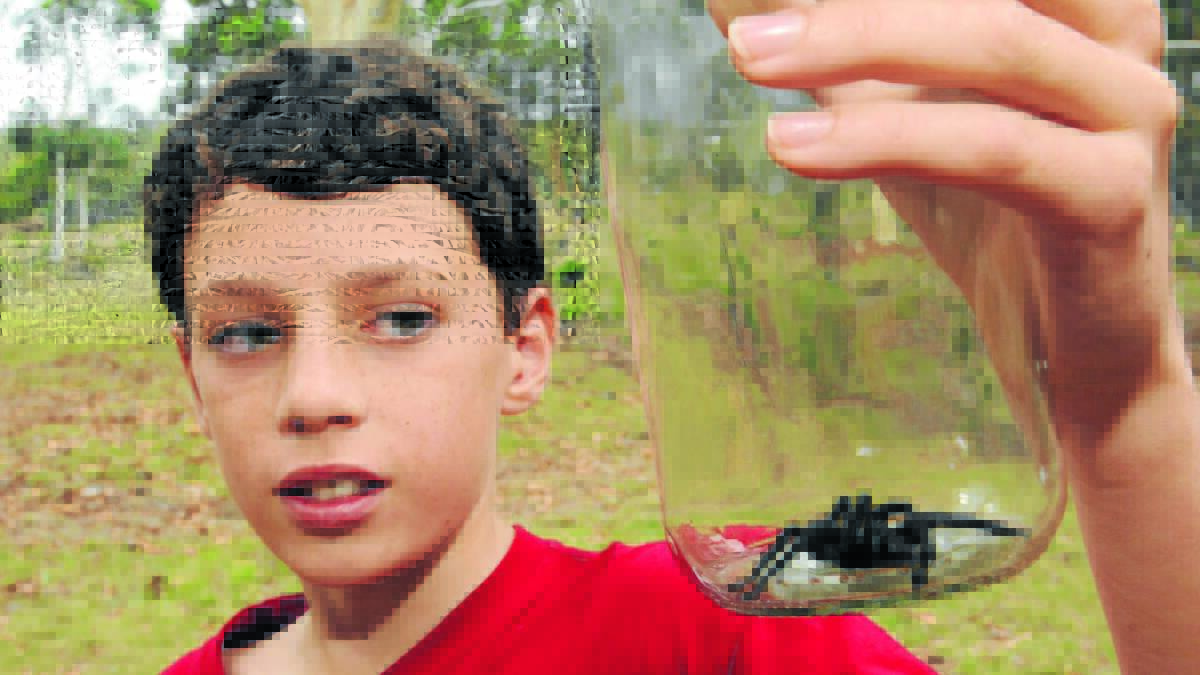 LUCKY ESCAPE: Alex Andrews was lucky to have escaped an encounter with a funnel-web spider at his family’s Summer Hill Creek property.
Photo: JUDE KEOGH 0226funnelweb3
