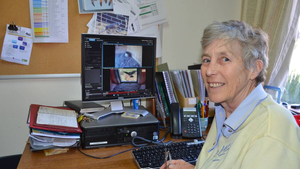 READY TO HATCH: Charles Sturt University’s Dr Cilla Kinross has been monitoring the birds’ progress with a live webcam. Photo: TANYA MARSCHKE 1006tmfalcons4