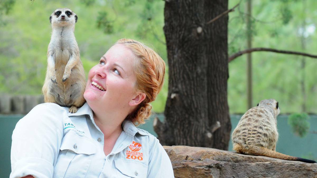DUBBO: Taronga Western Plains Zoo primary meerkat keeper Katen James will miss them when she heads to America as part of a Rotary Group study exchange team. Photo LOUISE DONGES