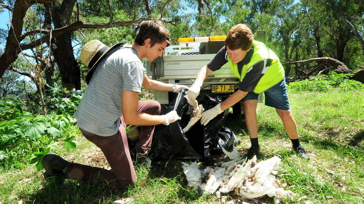 DUBBO: Seb Miller from WIRES Sydney and Mandy Bye from WIRES Dubbo collecting dead birds along the Macquarie River.	 Photo: LOUISE DONGES
