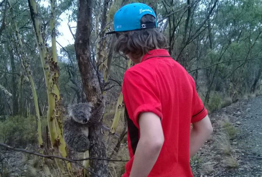 BATHURST: Joshua Miller checks out a koala he helped to remove from a roadway south of Bathurst recently. 031114koala1