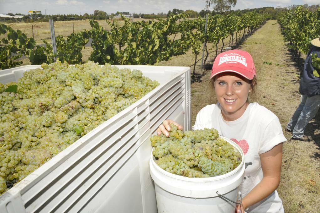 BATHURST: Monique Gowland was at the Mount Panorama Estate Vineyard yesterday helping pick this year’s vintage of semillon grapes which survived the searing summer heat. Photo CHRIS SEABROOK 021814cgrapes