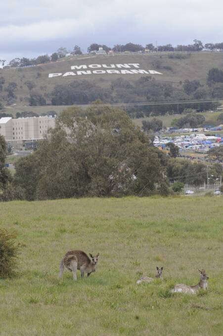 Investigators called in after Kangaroos shot on Mount Panorama