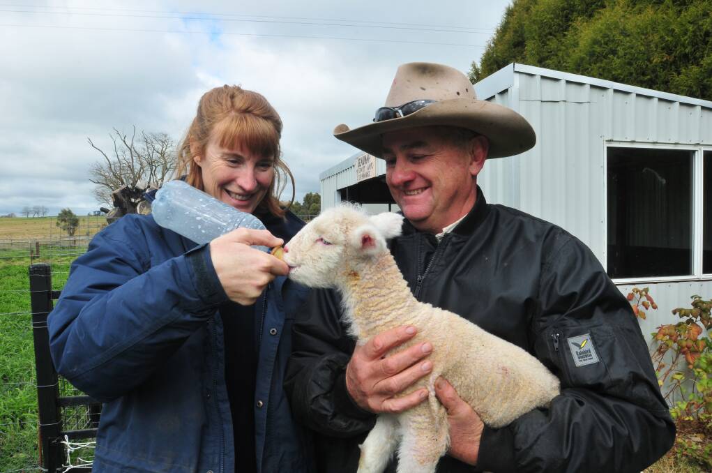 HUNGRY: Mary and Des Taylor feed Stampy the baby lamb. Photo: JUDE KEOGH                                    0626sheep