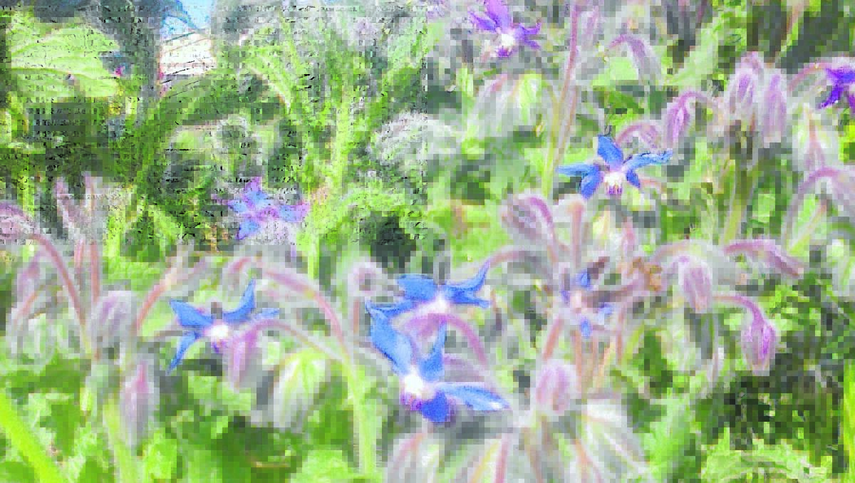 DON’T BUZZ OFF: You can always hear a buzz near borage - this is one of bees favourite foods and is very easy to grow.  Plant some today.