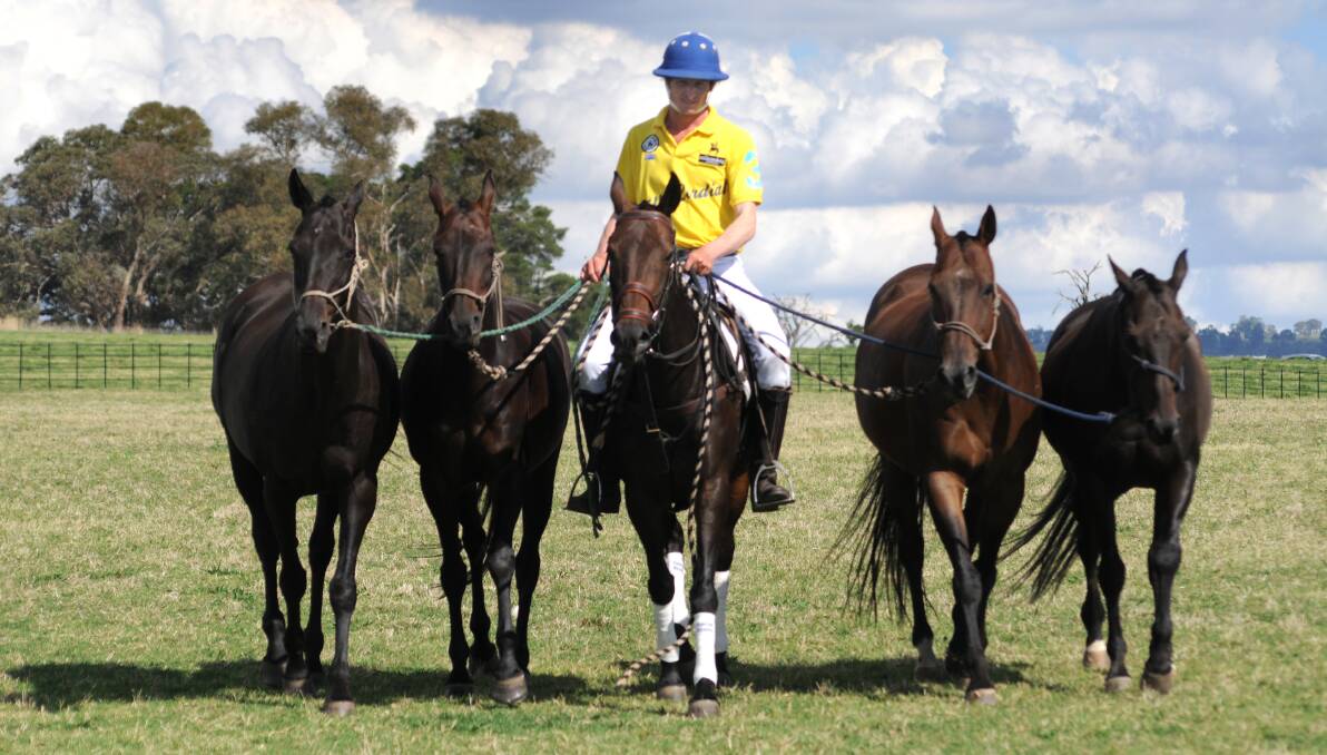 READY FOR ACTION: Millamolong polo player Richard Connell training some of the horses to take part in the Millamolong John Davis Volvo Polo Carnival later this month. Photo: STEVE GOSCH 0227sgpolo2