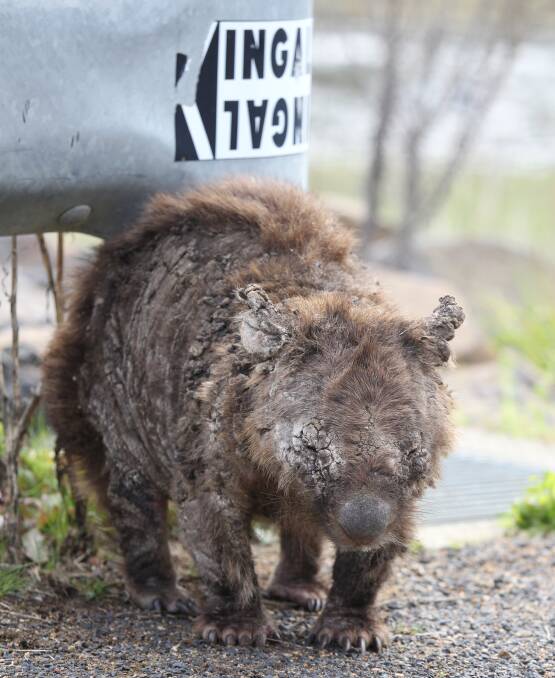 ON BURROWED TIME: A mange-affected wombat seen wandering near Ben Chifley Dam. 
Photo: PHIL BLATCH 
