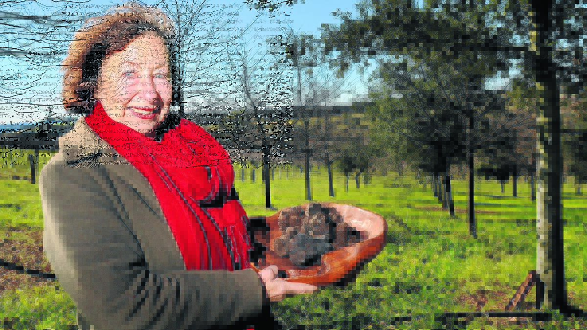 FASCINATING FUNGUS: Gaye Stuart-Nairne with truffles pulled from underneath her 20-year-old oaks at Borodell. Photo: STEVE GOSCH 
0713sgtruffles
