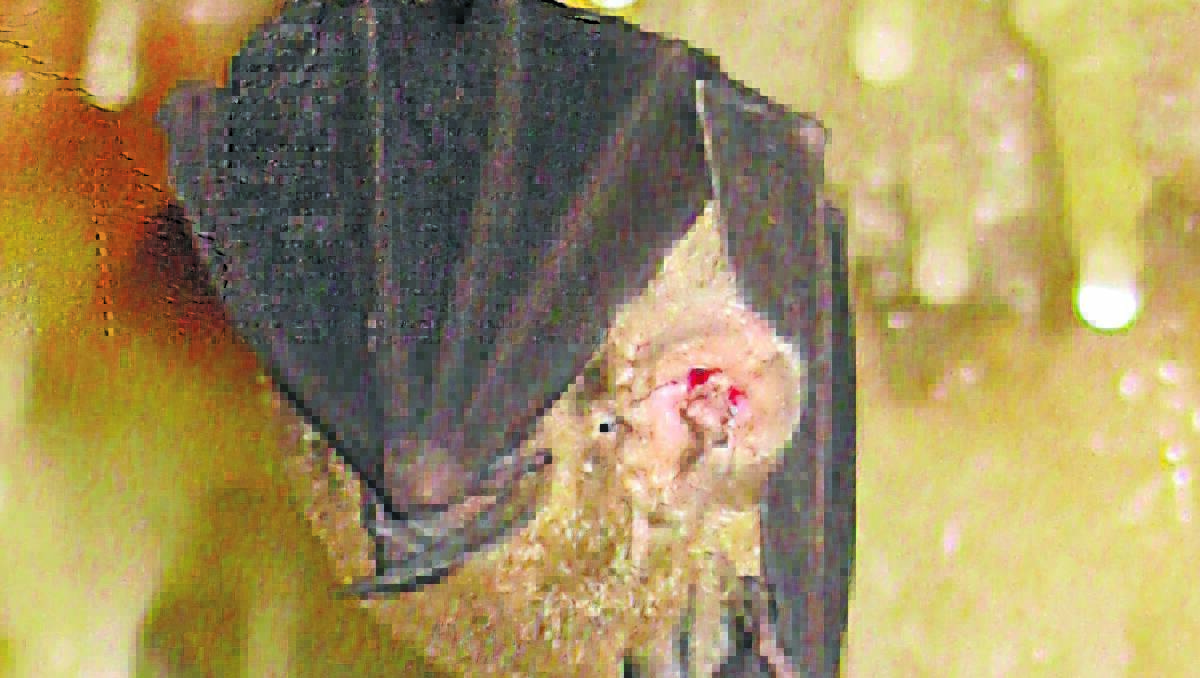 A MOTHER COULD LOVE: The maternity site of horseshoe bats that live in the Cliefden Cave would be destroyed if the caves were flooded. 
Photo: JENNY WHITBY
